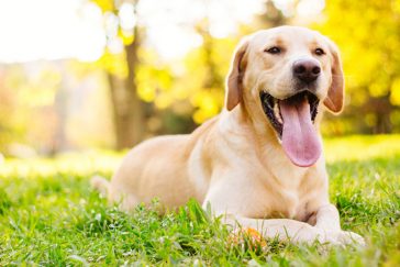 Tips For Keeping Your Canine Companion Safe!
