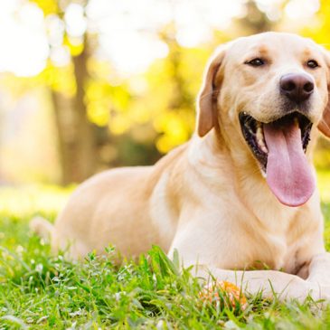 Tips For Keeping Your Canine Companion Safe!